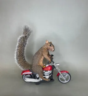 Taxidermy Squirrel Riding Harley