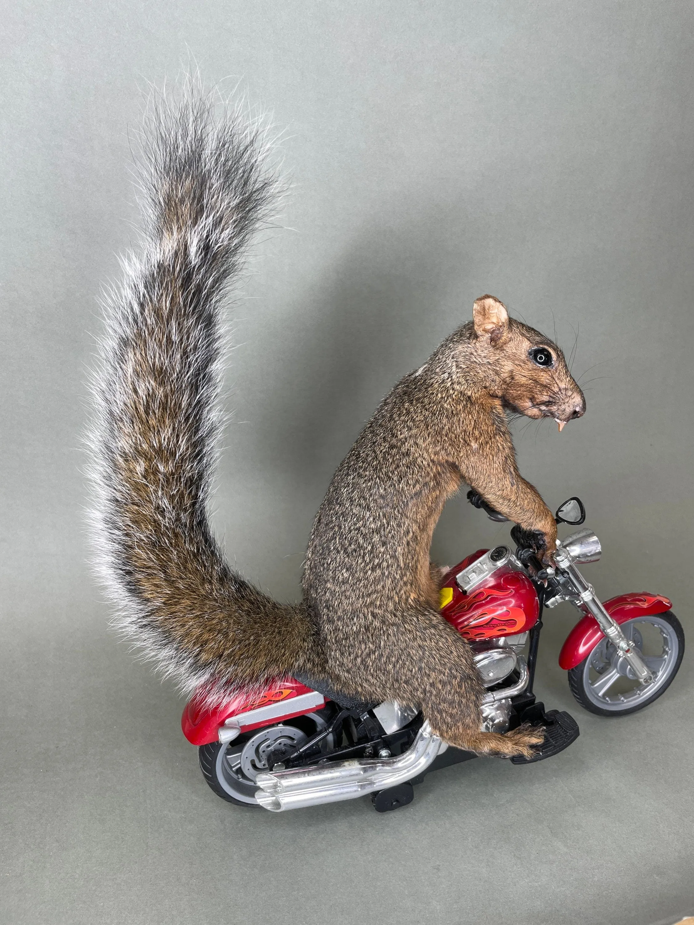 Taxidermy Squirrel Riding Harley