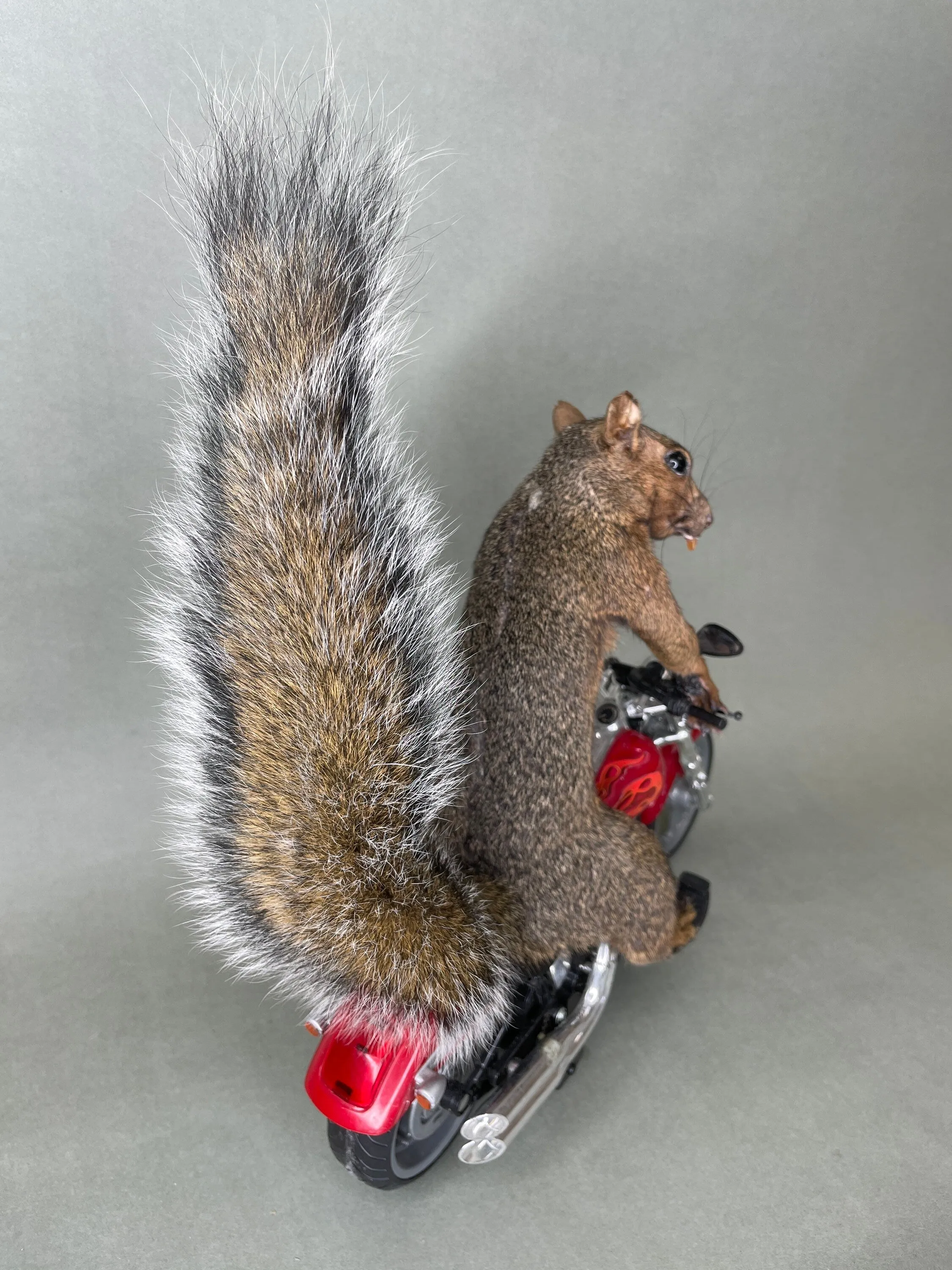 Taxidermy Squirrel Riding Harley